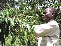 A coffee crop