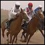 Horse racing in Baghdad