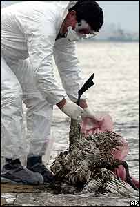 A health official collects a dead swan in northern Greece