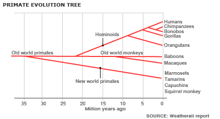 Primate evolution tree (Infographic)