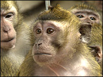Macaques used in viral studies s(RDS/Wellcome Trust)