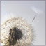 Dandelion seeds (BBC Religion website logo)