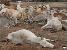 Carcasses amongst livestock in Kenya