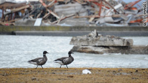 Birds walks beside debris at a port in Minamisanriku, Miyagi prefecture on March 18, 2011.