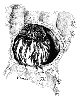 Ferruginous Pygmy-owl