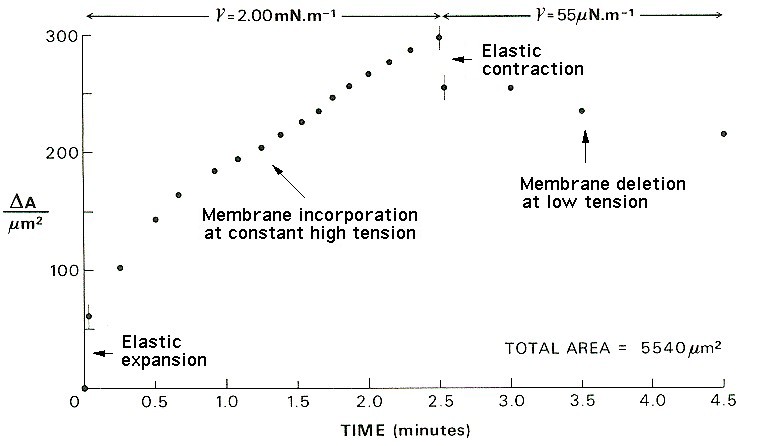 The response of the membrane area to increase, constant, decrease and constant tension