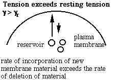 schematic of membrane exchange at high tension