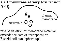 schematic of membrane exchange at low tension