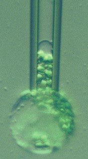 photo of protoplast partially inspired in a pipette