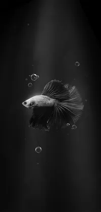 Dark Betta Fish iPhone Live Wallpaper