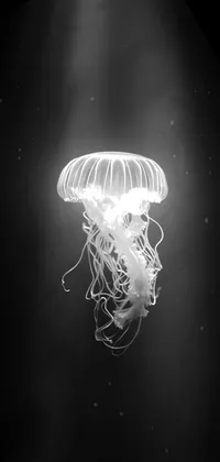 Dark Jellyfish iPhone Live Wallpaper