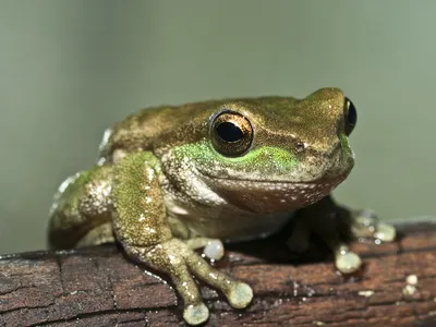Spotted tree frogs are critically endangered in New South Wales.