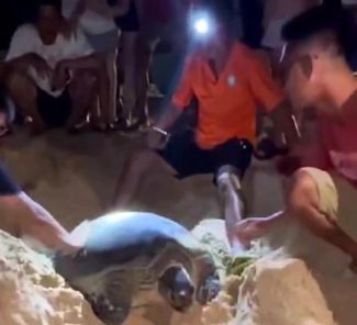 Another turtle lays over 100 eggs on Vietnam beach
