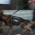 A police dog is at the scene of a possible firearms event in the Auckland CBD. 