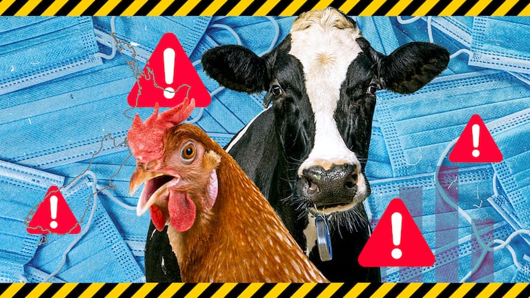 Bird flu has spread to cows for the first time. Composition image by Vania Chandrawidjaja (Source: Getty / 1News)