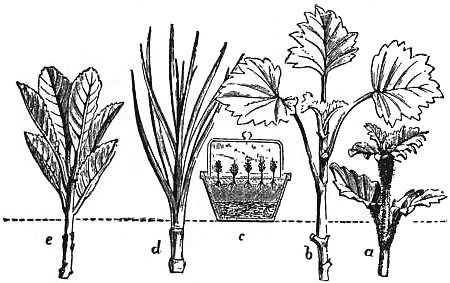 File:EB1911 - Horticulture - Fig. 22.—Propagation by Cuttings.jpg