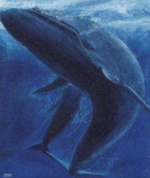 File:Faroe stamp 402 blue whale (Balaenoptera musculus) crop.jpg