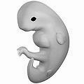 Embryon 4 uker etter befruktningen[1]