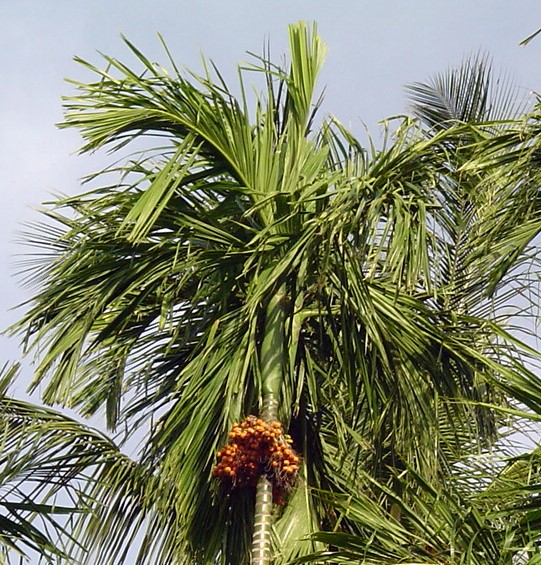File:Beetle palm with nut bunch.jpg