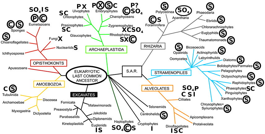 Diversity of biomineralization across the eukaryotes [56] The phylogeny shown in this diagram is based on Adl et al. (2012),[81] with major eukaryotic supergroups named in boxes. Letters next to taxon names denote the presence of biomineralization, with circled letters indicating the prominent and widespread use of that biomineral. S, silica; C, calcium carbonate; P, calcium phosphate; I, iron (magnetite/goethite); X, calcium oxalate; SO4, sulfates (calcium/barium/strontium), ? denotes uncertainty in the report.[82][83][25][50][47][84]