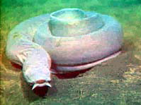 Pacific hagfish resting on bottom. Hagfish coat themselves and any dead fish they find with noxious slime making them inedible to other species.