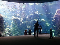 Philippine coral reef tank