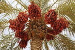 Thumbnail for Date palm