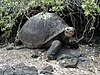 The Giant Galapagos Tortoise.