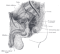 Coupe sagittale médiane du pelvis masculin.