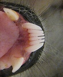 Close-up of the front, bottom teeth of a ring-tailed lemur, showing the first six teeth pointing directly forward instead of up-and-down like the canine-like premolar behind them.