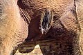 Вулва на азиатски слон