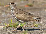 Thumbnail for Spotted sandpiper