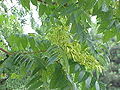 Thumbnail for Simaroubaceae