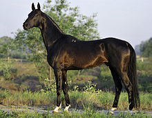 Dans un paysage boisé, un cheval est présenté de profil; il est entièrement noir.