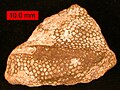 The heliolitid coral Protaraea richmondensis encrusting a gastropod; Cincinnatian (Upper Ordovician) of southeastern Indiana