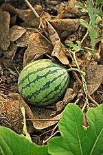 Thumbnail for Watermelon