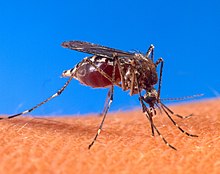 ヒトの皮膚に噛み付いているネッタイシマカ(Aedes aegypti)をアップにした写真