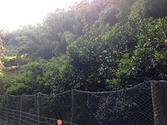 Árboles de amanatsu en la isla de Nokonoshima.