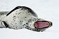 Image 19 Leopard seal Photograph: Godot13 The leopard seal (Hydrurga leptonyx), also known as the sea leopard, is the second largest species of seal in the Antarctic, after the southern elephant seal. Its only natural predators are the killer whale and possibly the elephant seal. It feeds on a wide range of prey including cephalopods, other pinnipeds, krill, birds and fish. Together with the Ross seal, the crabeater seal and the Weddell seal, it is part of the tribe of lobodontini seals. This image shows a yawning leopard seal in the Antarctic Sound in 2016. See also the same seal in profile. More selected pictures