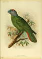 The Martinique amazon, Amazona martinicana, is an extinct species of parrot in the family Psittacidae.