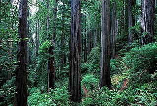 Coast redwood trees in Northern California