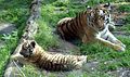 Fêmea de Tigre e seu filhote no Amersfoort Zoo.