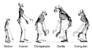 Thumbnail for Human evolution