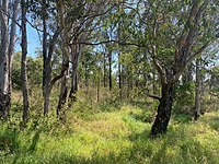 Cumberland Plain Woodland, an evergreen sclerophyllous woodland-savannah