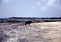 Una spiaggia in Gambia