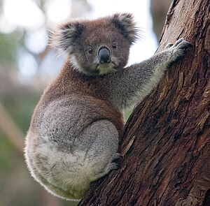 Koala (Phascolarctos cinereus) VU - vulnerable (uun gefoor)