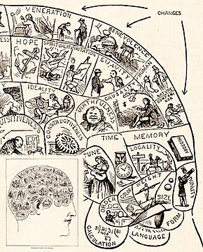 A diagram of regions of the brain used in phrenology