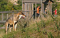 Gray wolf (Canis lupus) at Skandinavisk Dyrepark, Denmark.