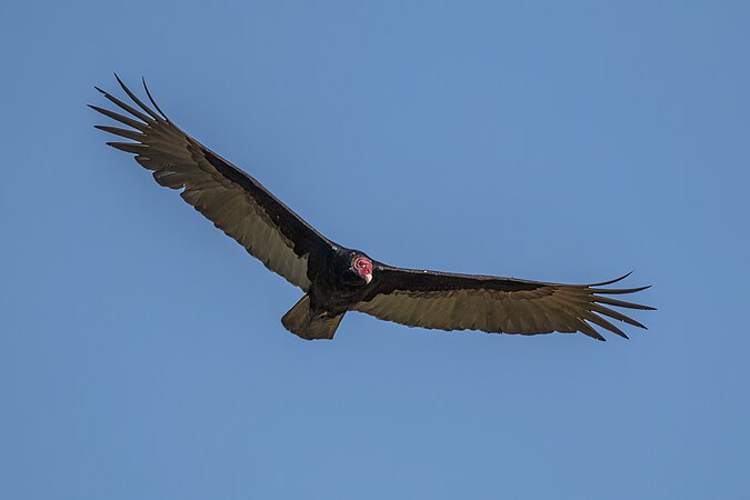 正在飞越古巴的红头美洲鹫(Cathartes aura)