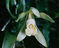 9 février 2007 Vanilla planifolia